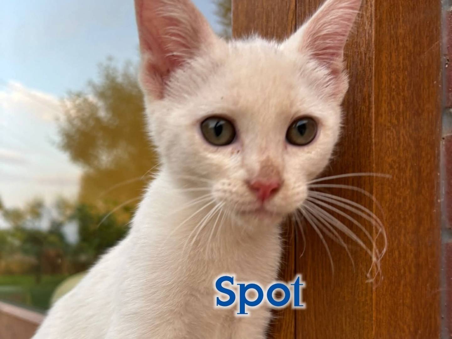 Adozione gatto, maschio, Razza sconosciuta Razza sconosciuta, 2 mesi, taglia non valida, Vicenza
