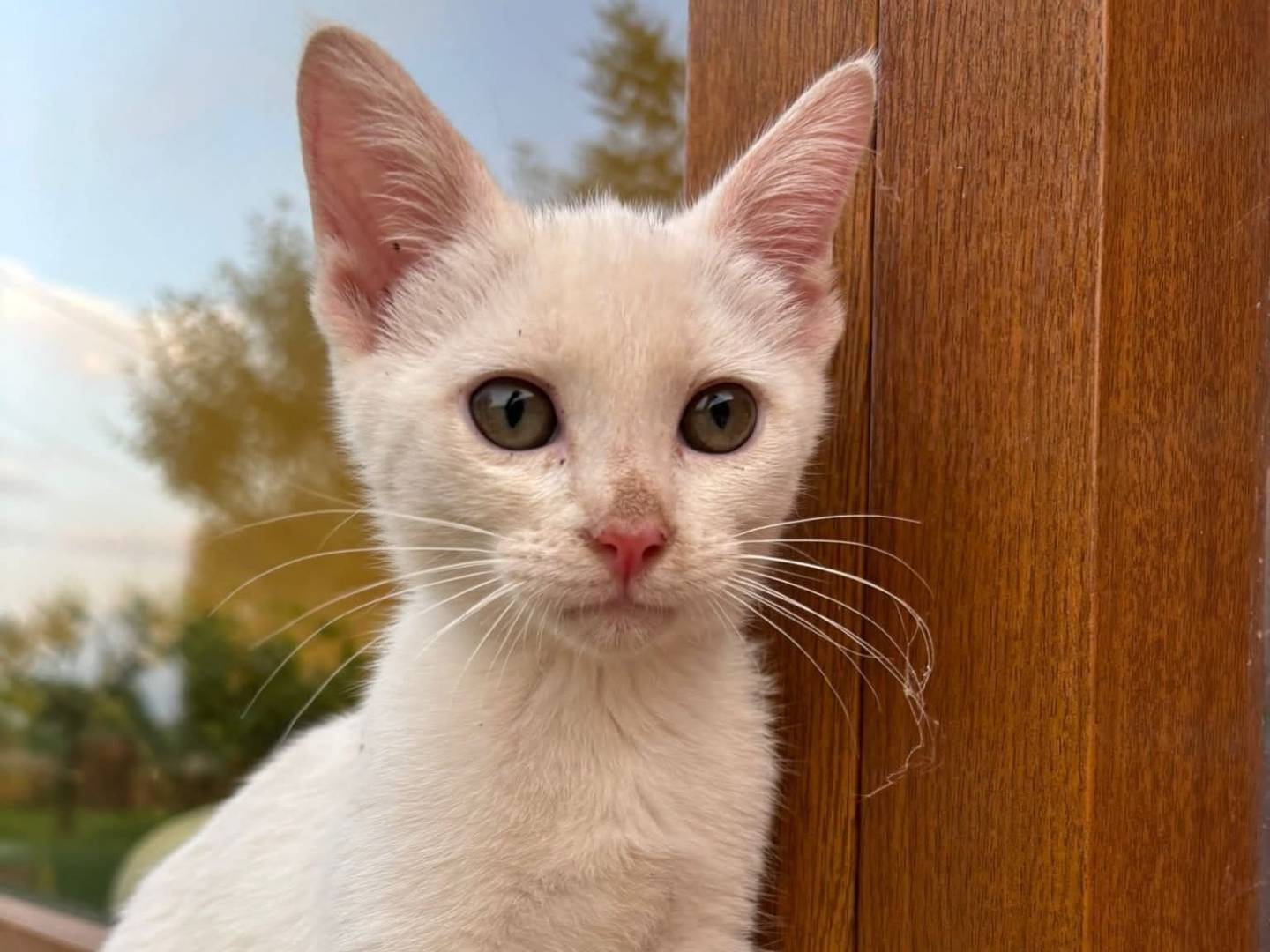 Adotta un gatto, maschio, 2 mesi, Vicenza