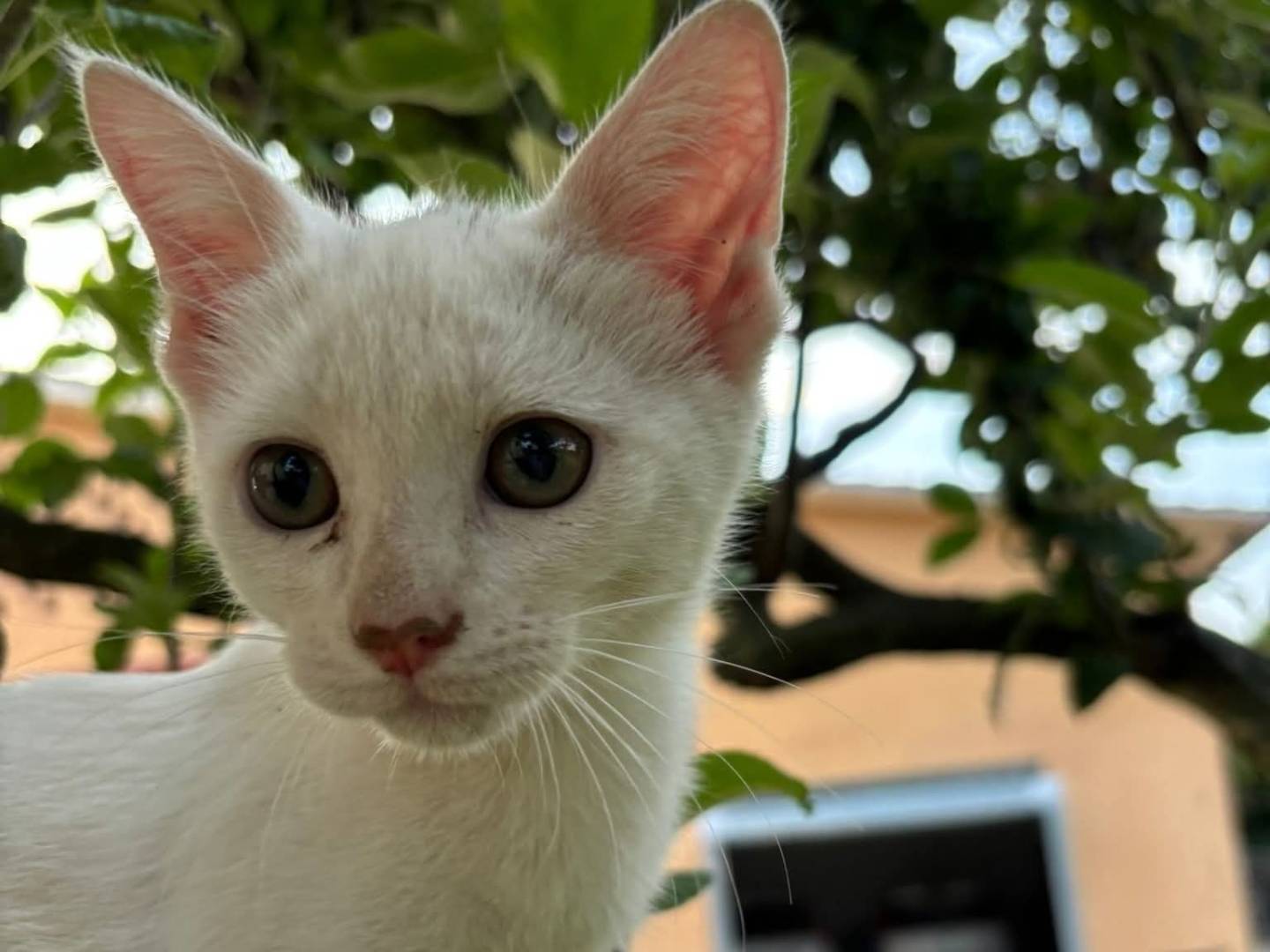 Vuoi adottare un gatto a Vicenza?