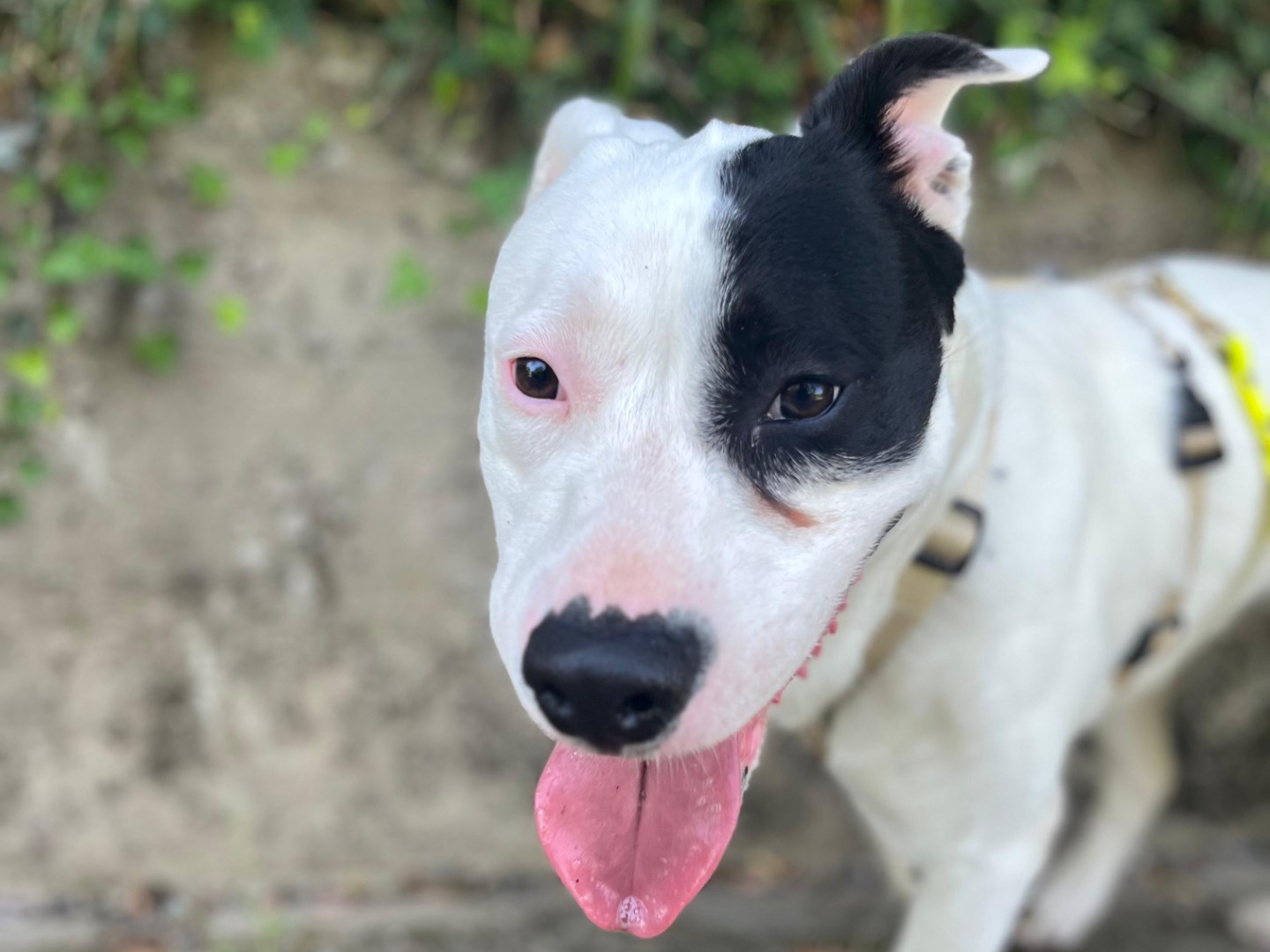 Adotta il cane Rey a Savona