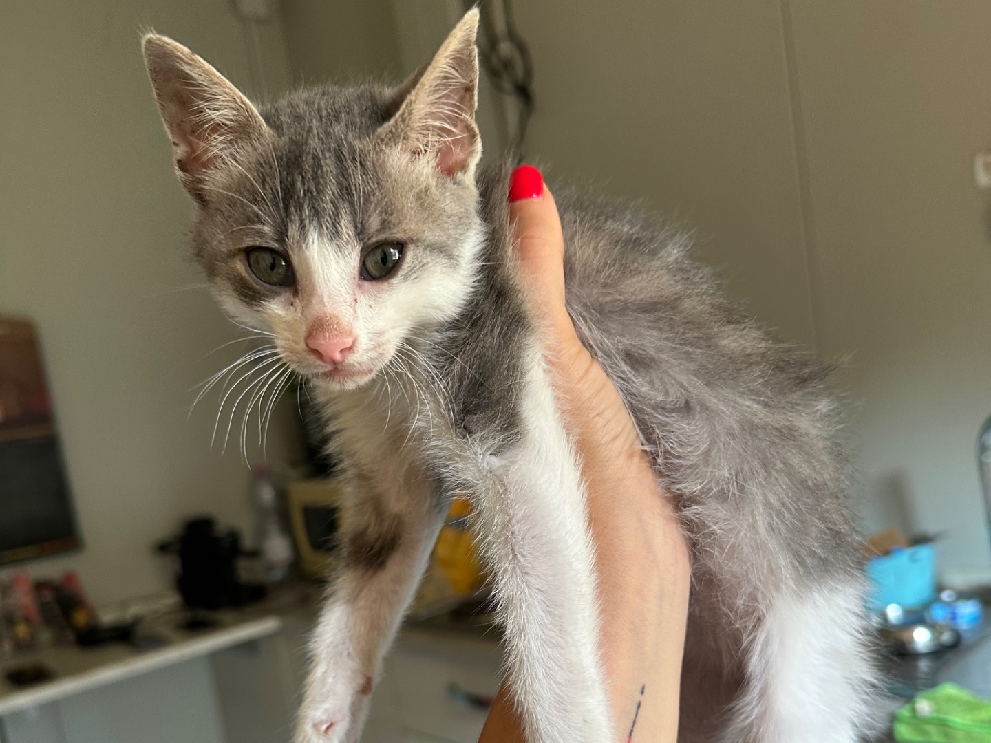 Adozione gatto, maschio, Razza sconosciuta Razza sconosciuta, 3 mesi, taglia non valida, Parma