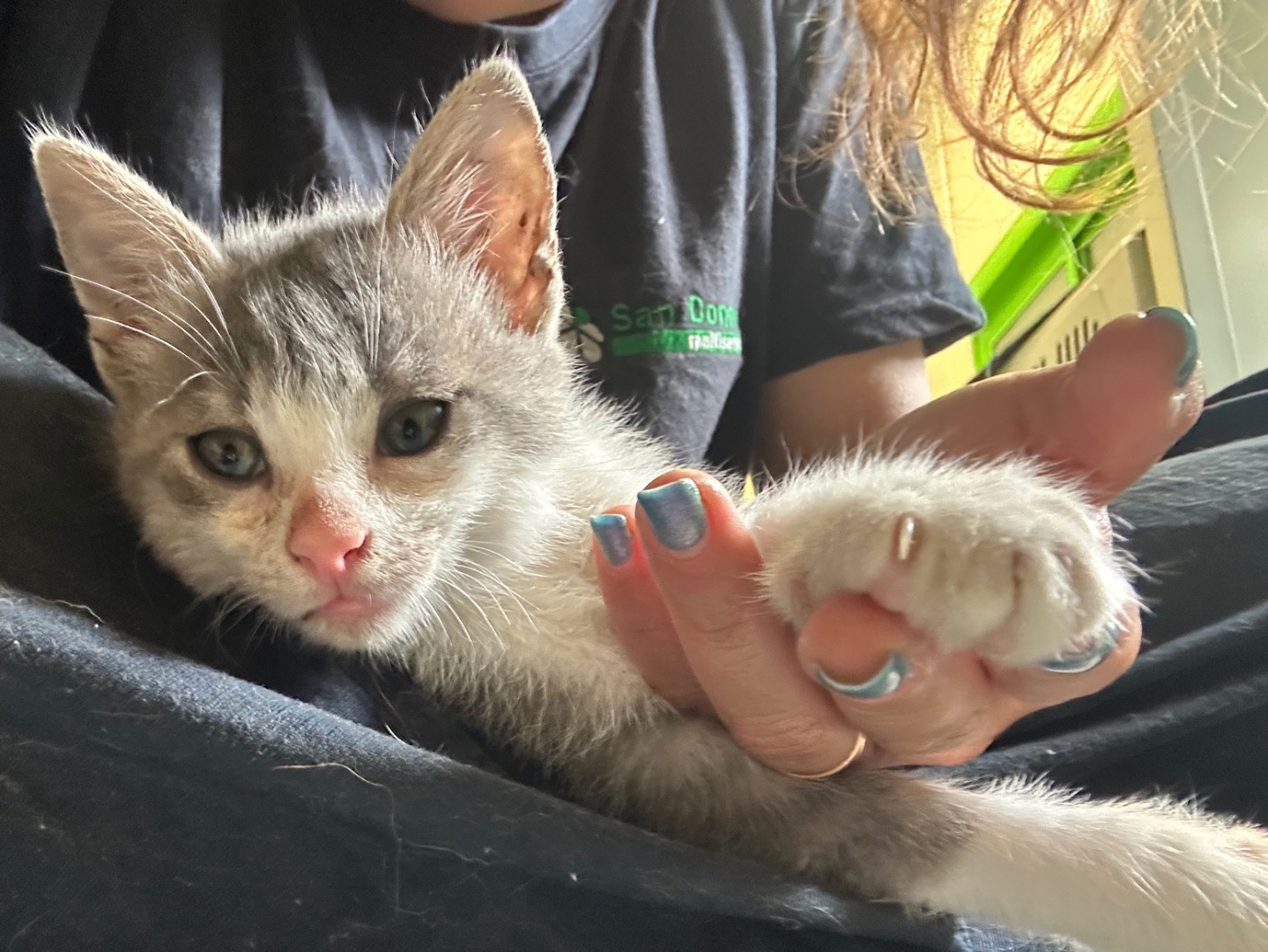 Adotta un gatto, maschio, 3 mesi, Parma