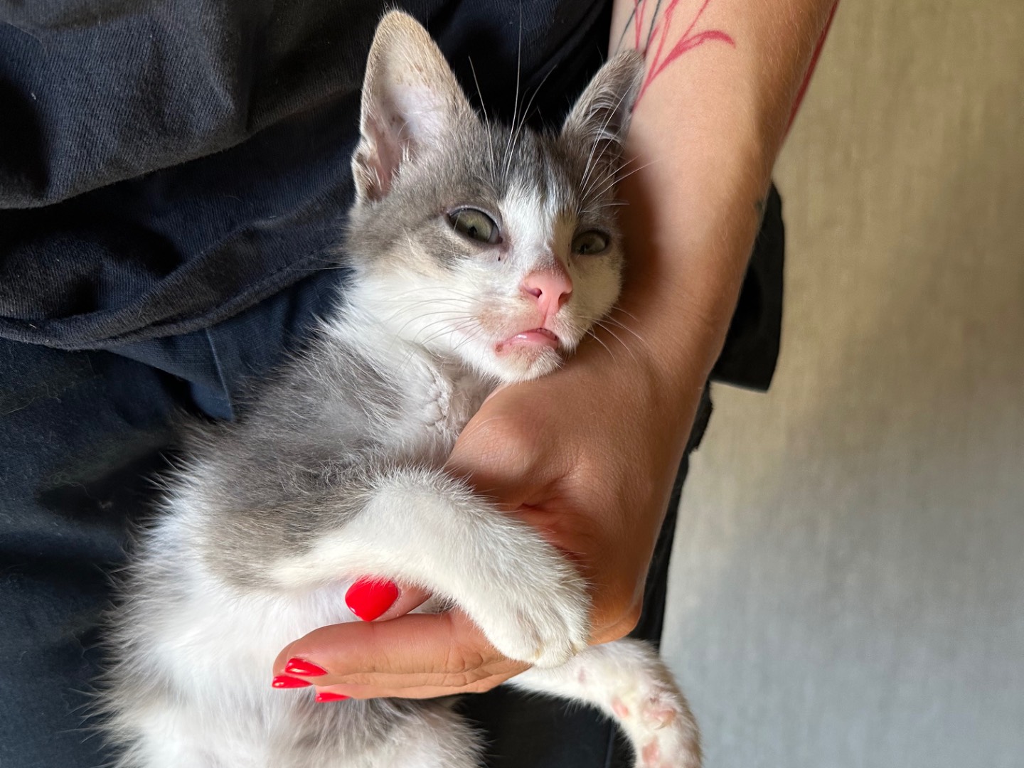 Adotta un gatto, taglia non valida, maschio, Parma