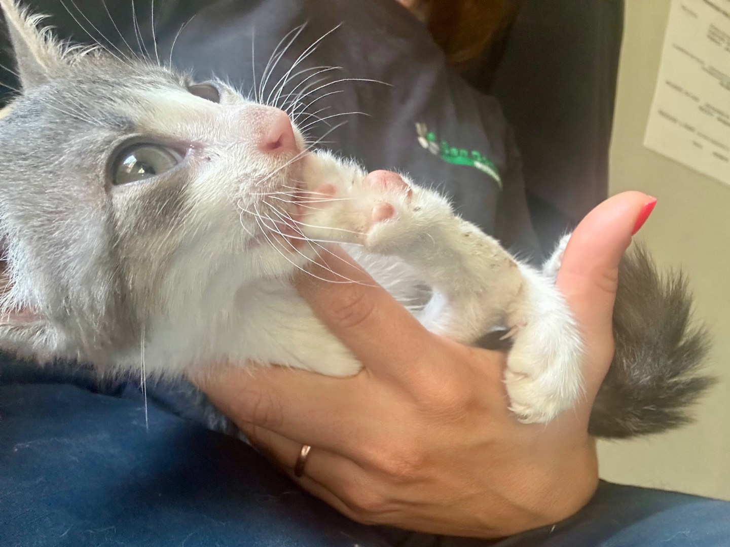 Vuoi adottare un gatto a Parma?