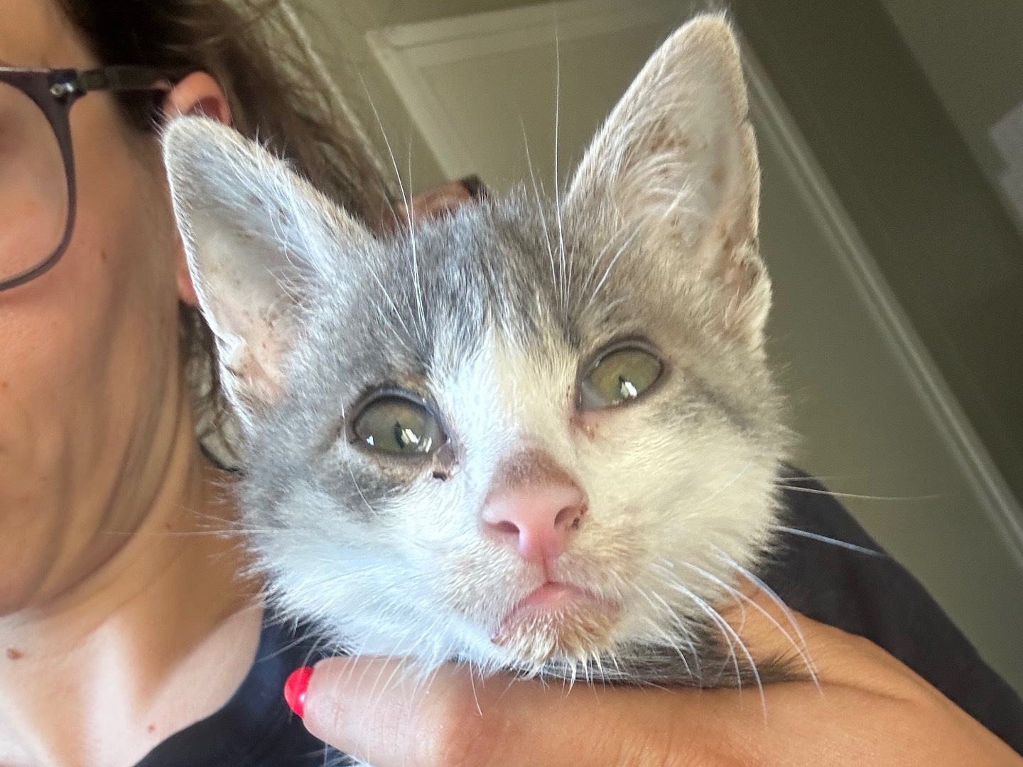 Adotta il gatto Thiago a Parma