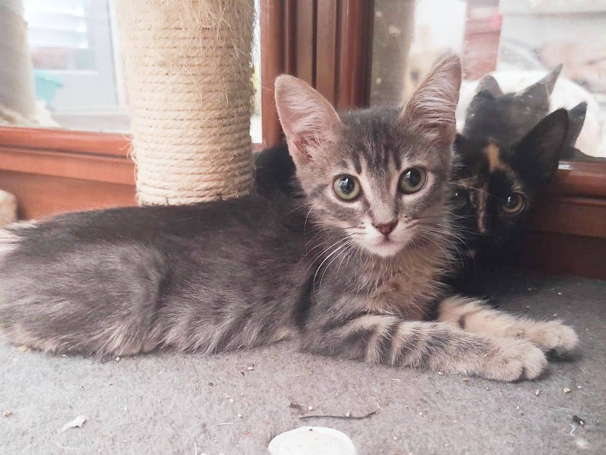 Adozione gatto, femmina, Razza sconosciuta Razza sconosciuta, 1 mesi, taglia non valida, Cremona