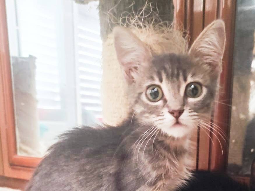 Adotta un gatto, femmina, 1 mesi, Cremona