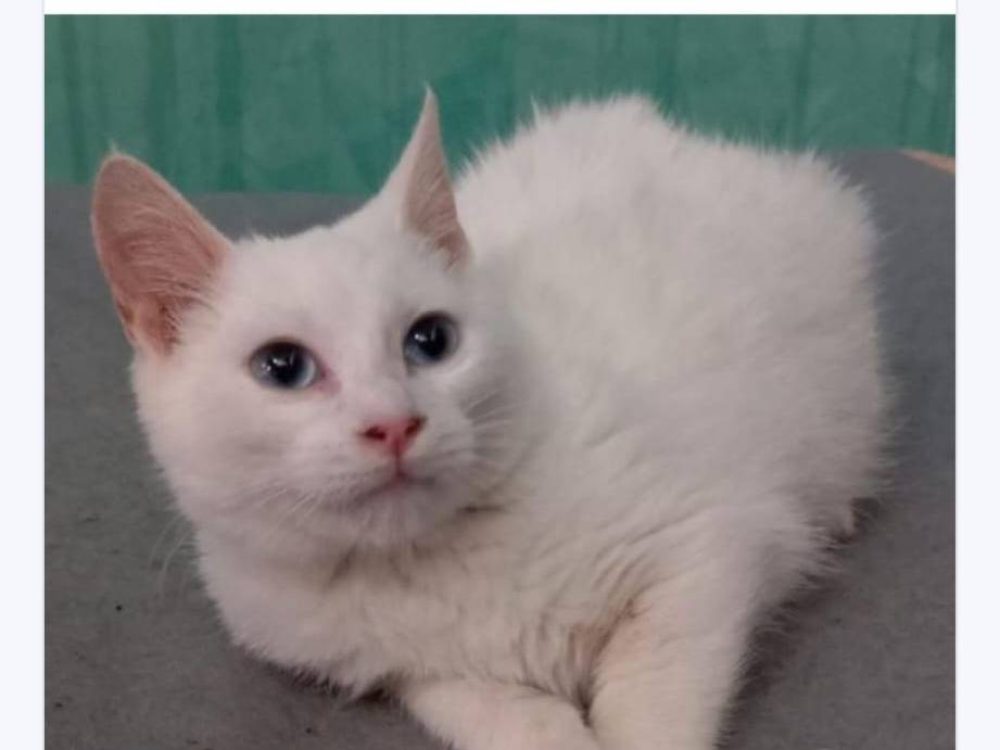 Adozione gatto, femmina, Razza sconosciuta Razza sconosciuta, 1 anno e 9 mesi, taglia non valida, Milano