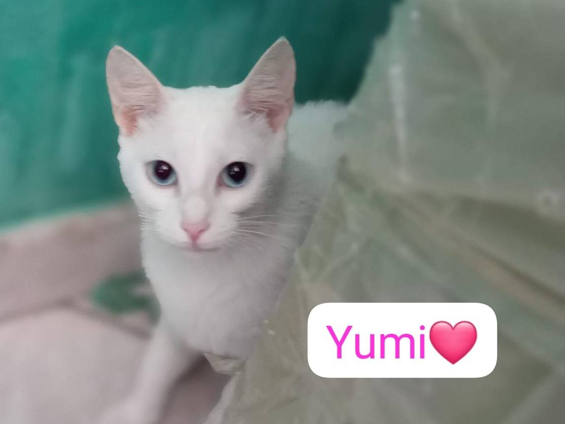 Adotta un gatto, femmina, 1 anno e 9 mesi, Milano