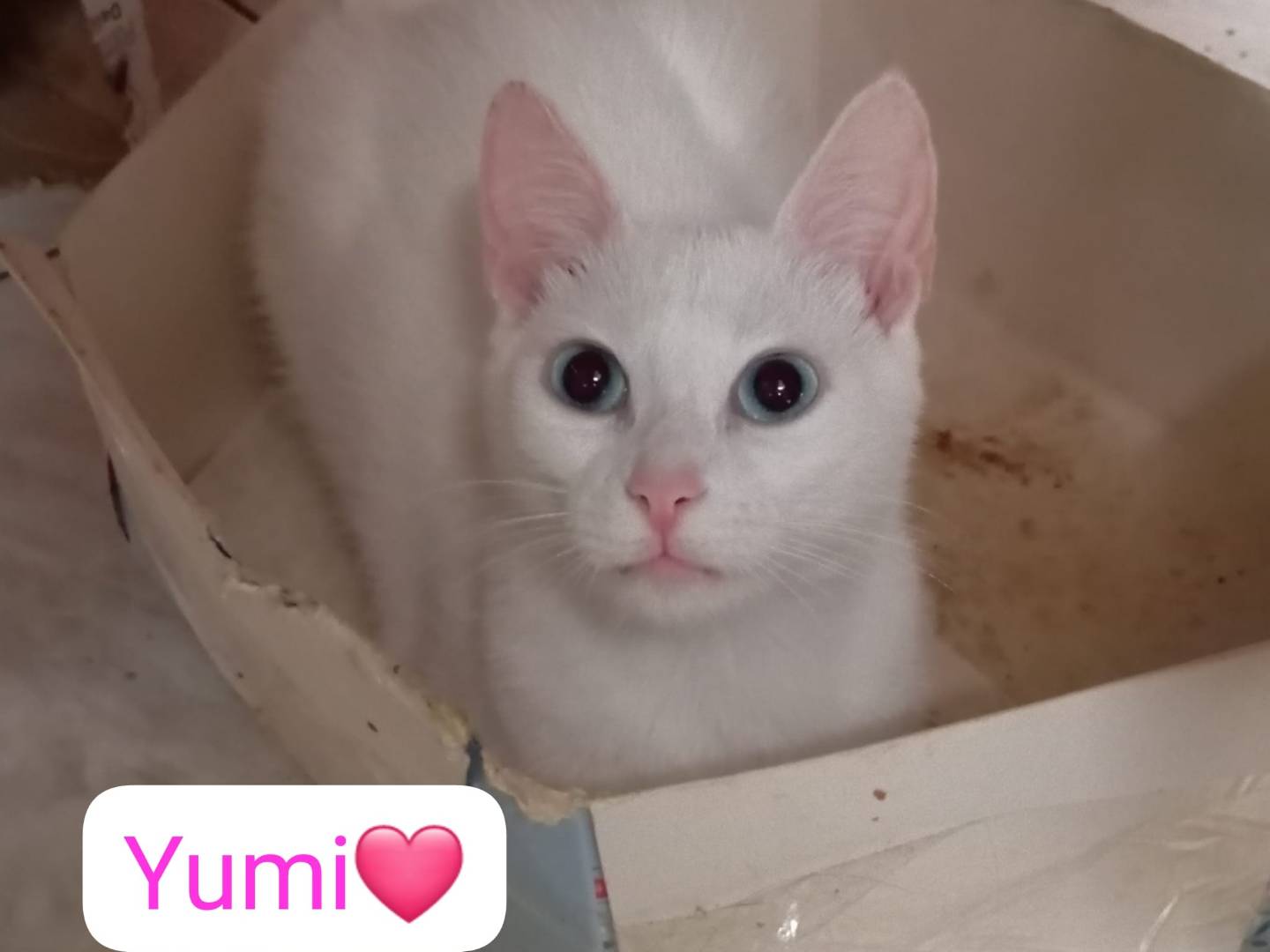 Adotta un gatto, taglia non valida, femmina, Milano