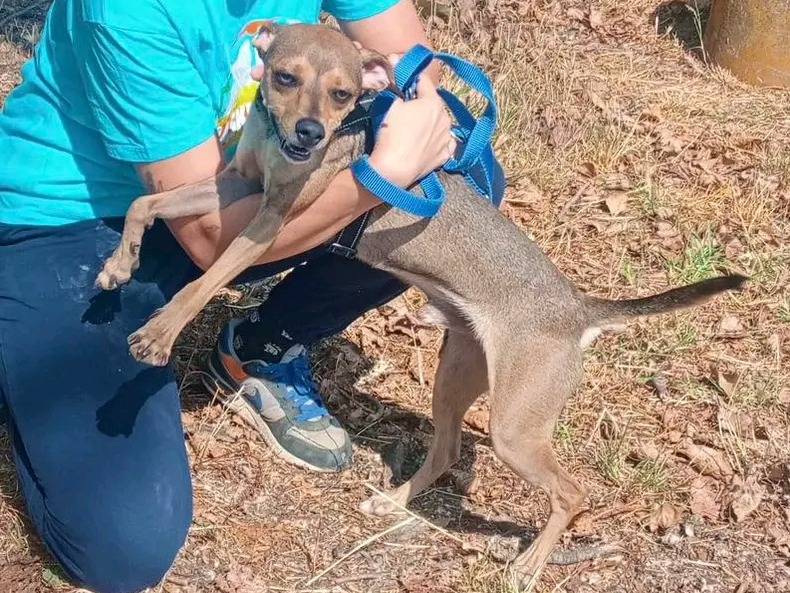 Vuoi adottare un cane a Cremona?
