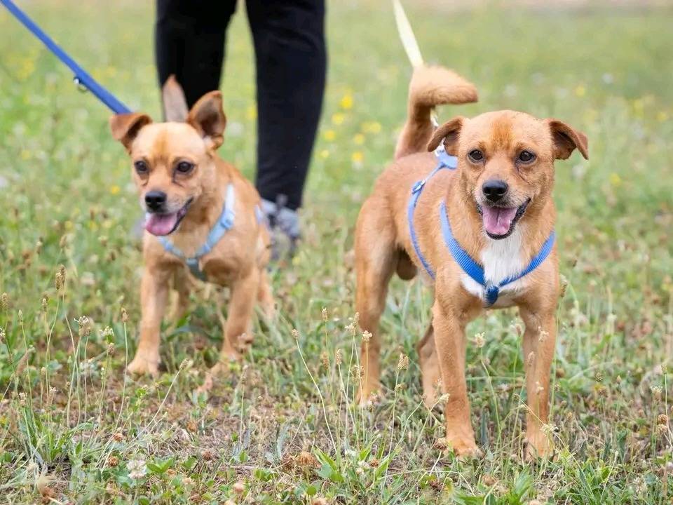 Vuoi adottare un cane a Cremona?
