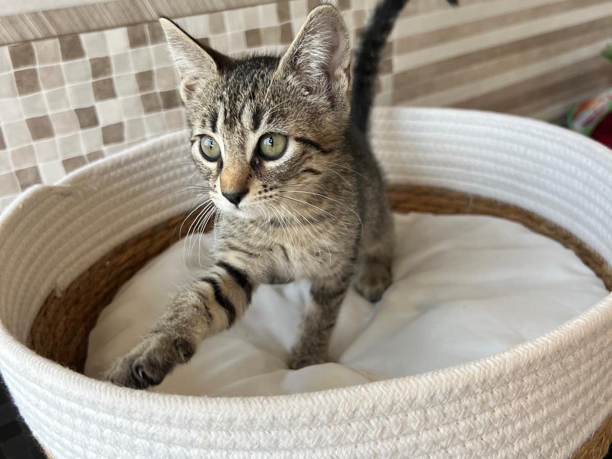 Vuoi adottare un gatto a Bari?