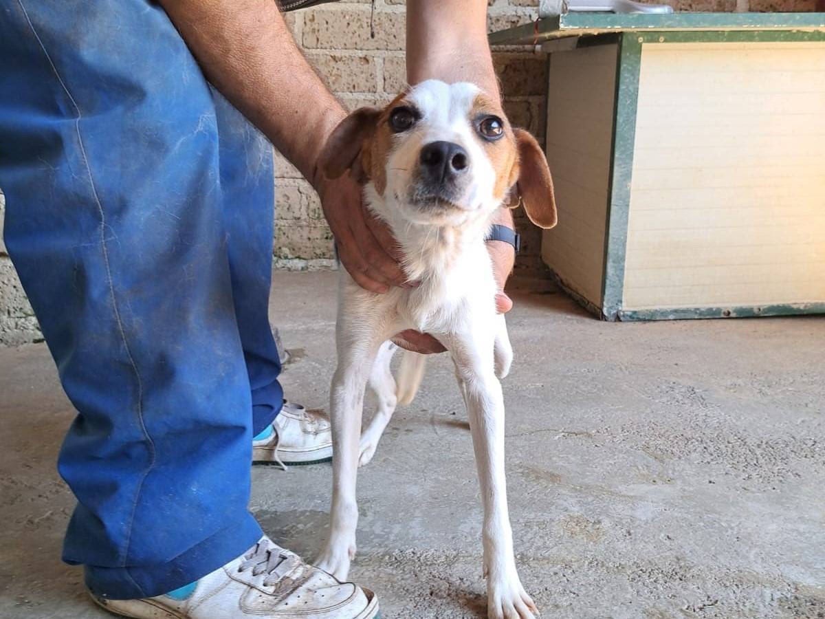 Adozione cane, maschio, Razza sconosciuta Razza sconosciuta, 4 anni e 6 mesi, taglia media contenuta, Isernia