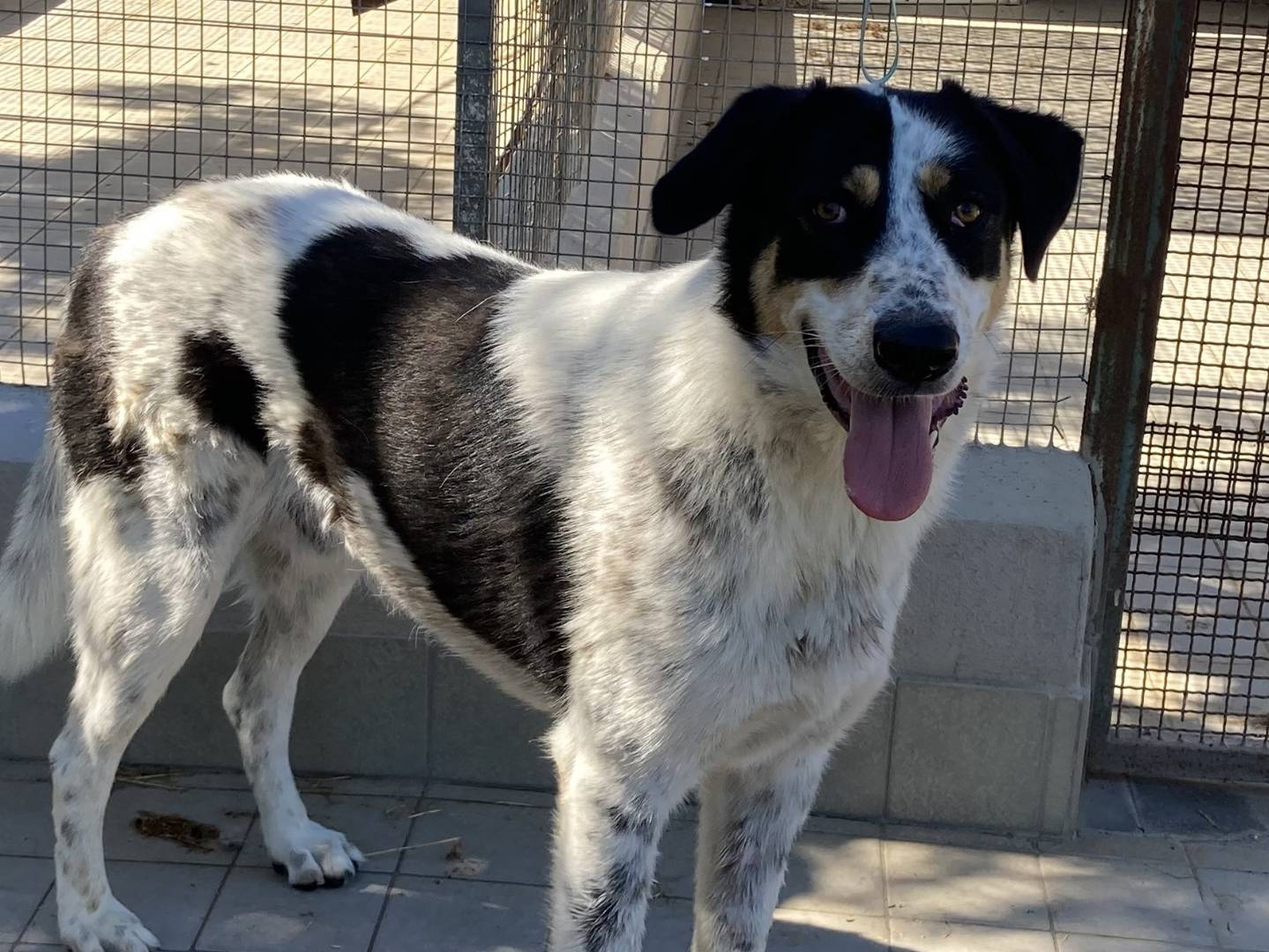 Adozione cane, maschio, Razza sconosciuta Razza sconosciuta, 2 anni e 2 mesi, taglia media, Roma
