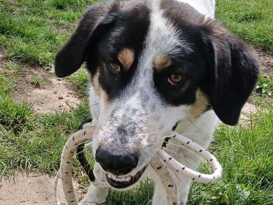 Adotta un cane, maschio, 2 anni e 2 mesi, Roma