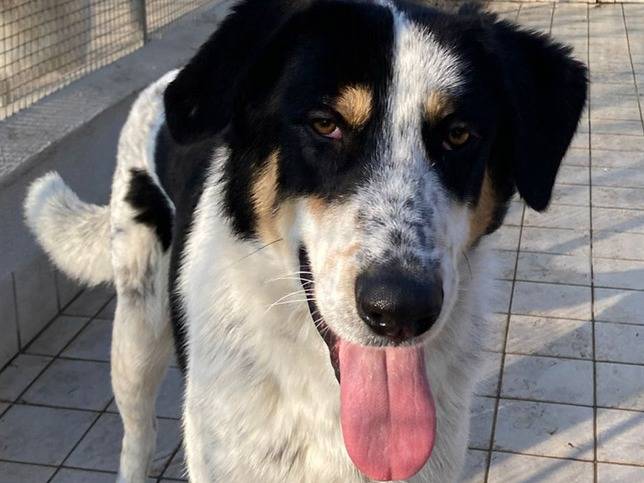 Adotta un cane, taglia media, maschio, Roma