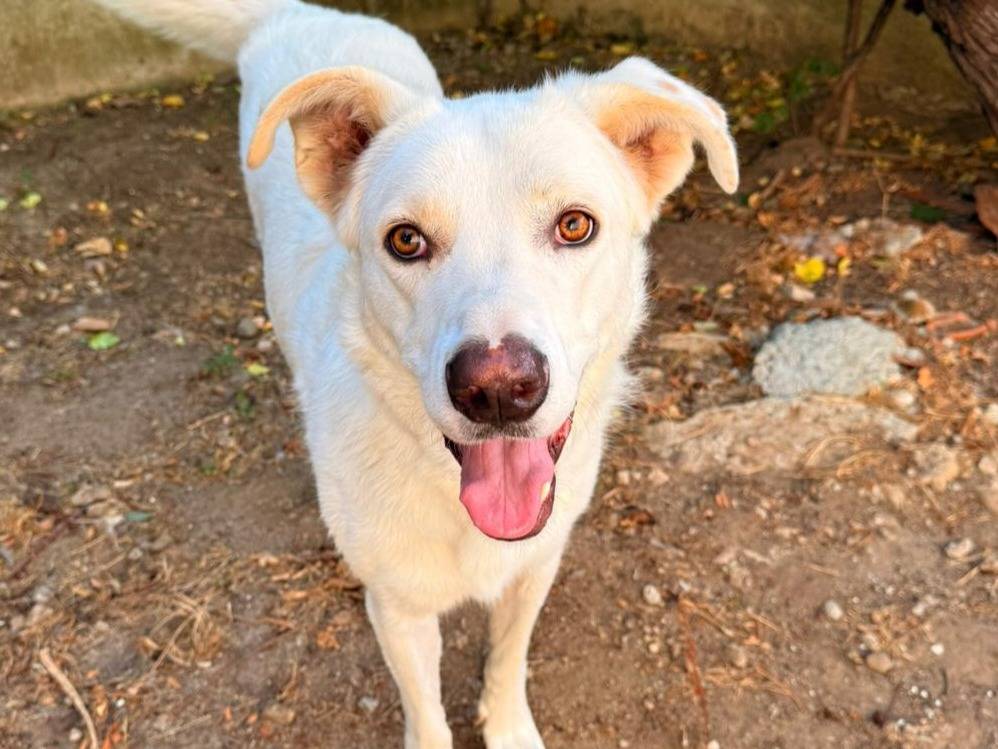 Adozione cane, maschio, Razza sconosciuta Razza sconosciuta, 1 anno e 5 mesi, taglia grande, Firenze