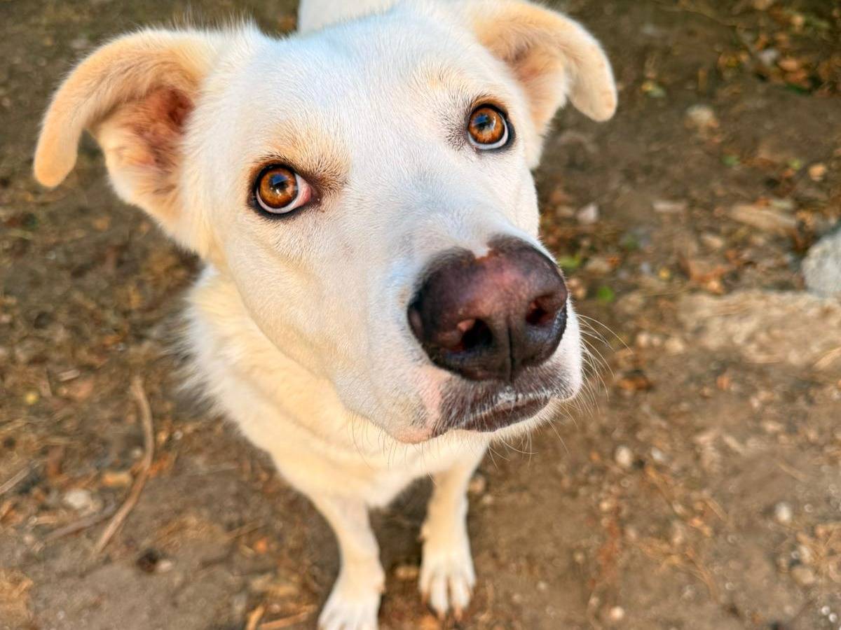 Adotta un cane, maschio, 1 anno e 5 mesi, Firenze