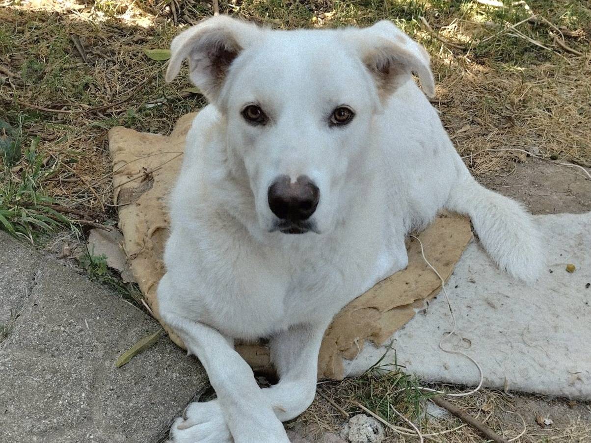 Adotta un cane, taglia grande, maschio, Firenze