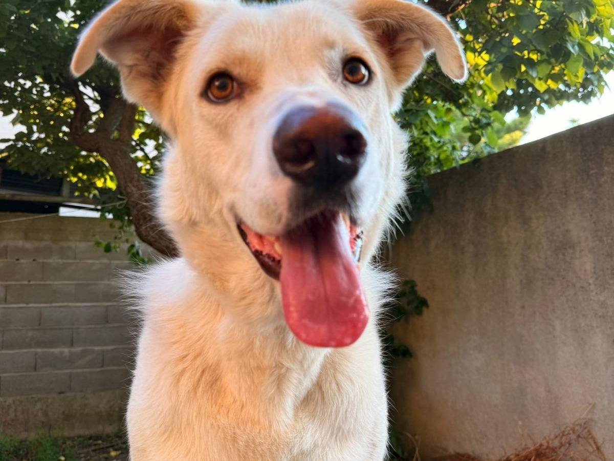 Vuoi adottare un cane a Firenze?