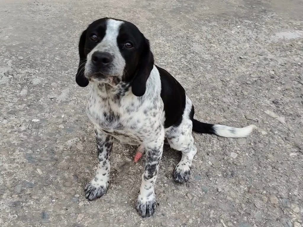Vuoi adottare un cane a Crotone?