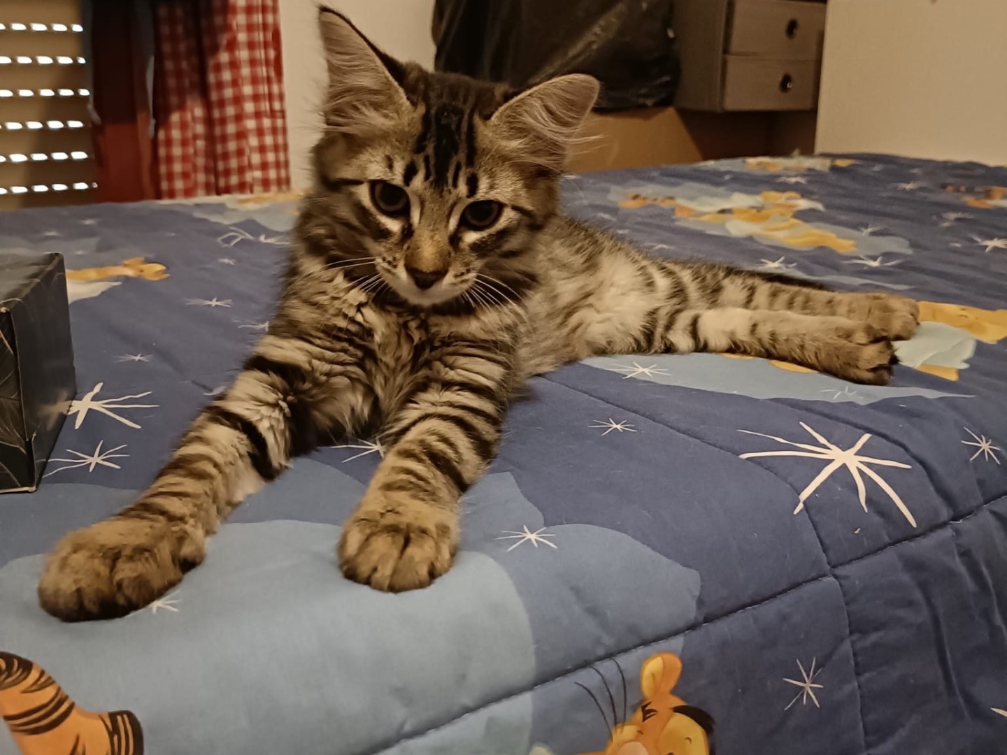 Adozione gatto, maschio, Razza sconosciuta Razza sconosciuta, 4 mesi, taglia non valida, Torino
