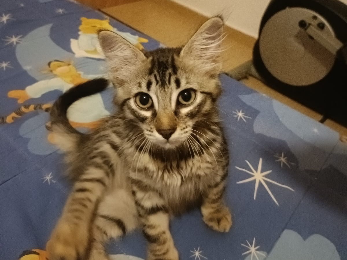 Adotta un gatto, maschio, 4 mesi, Torino