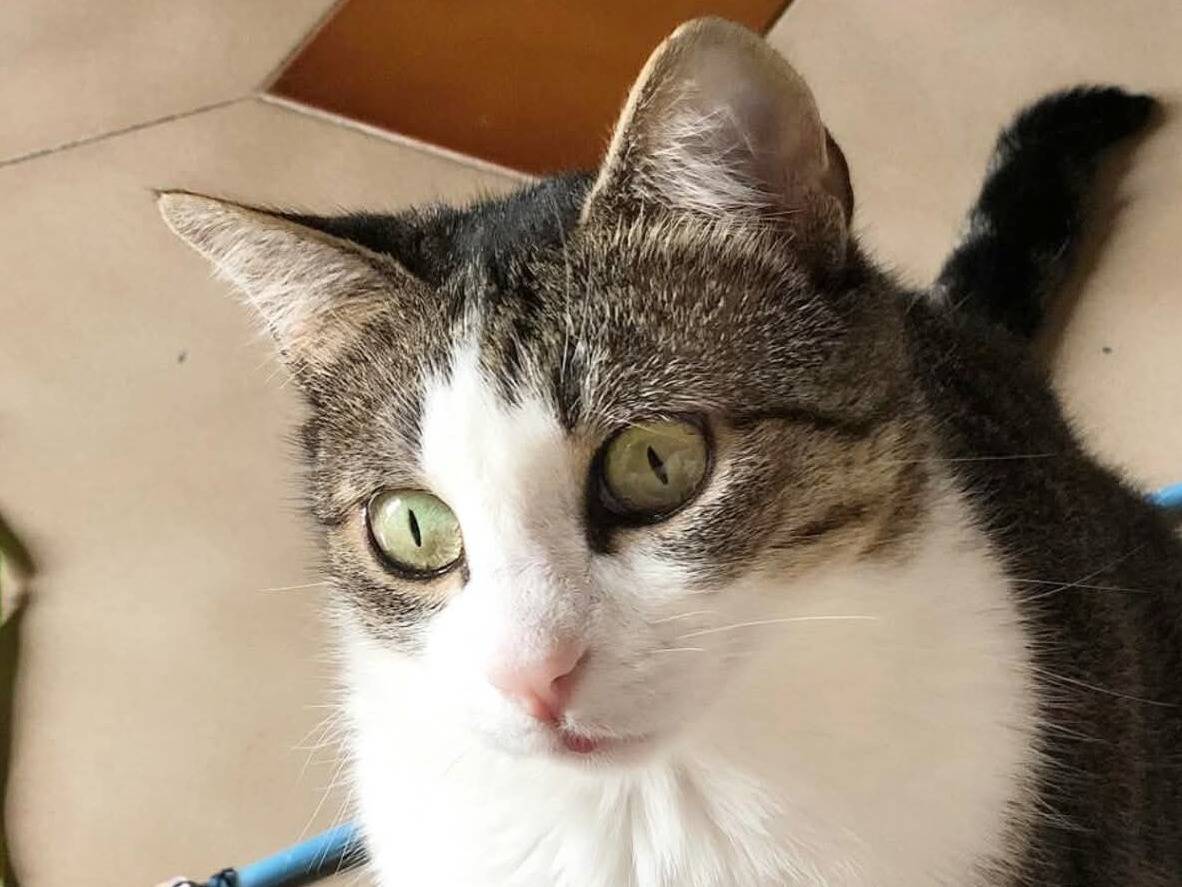 Adozione gatto, femmina, Razza sconosciuta Razza sconosciuta, 1 anno e 8 mesi, taglia non valida, Torino