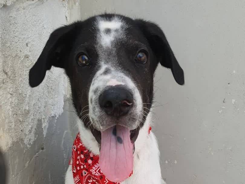 Adotta un cane, maschio, 1 mesi, Padova