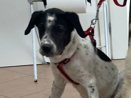 Adotta il cane FRANCO a Padova