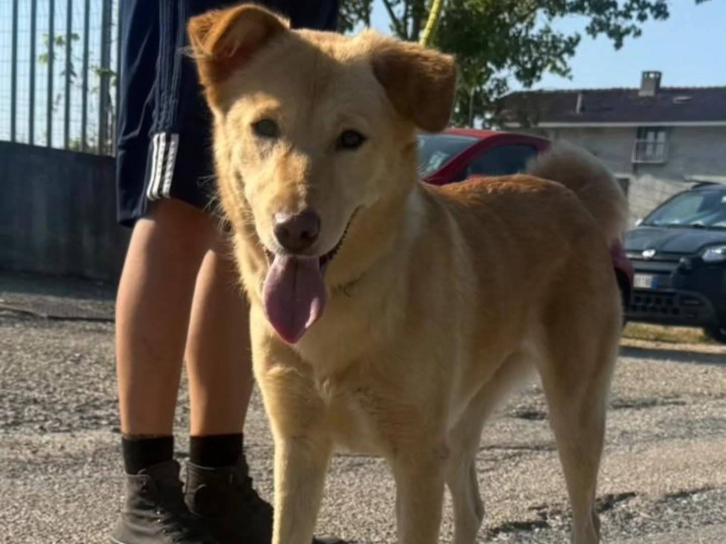 Adozione cane, femmina, Razza sconosciuta Razza sconosciuta, 2 anni e 8 mesi, taglia media, Torino