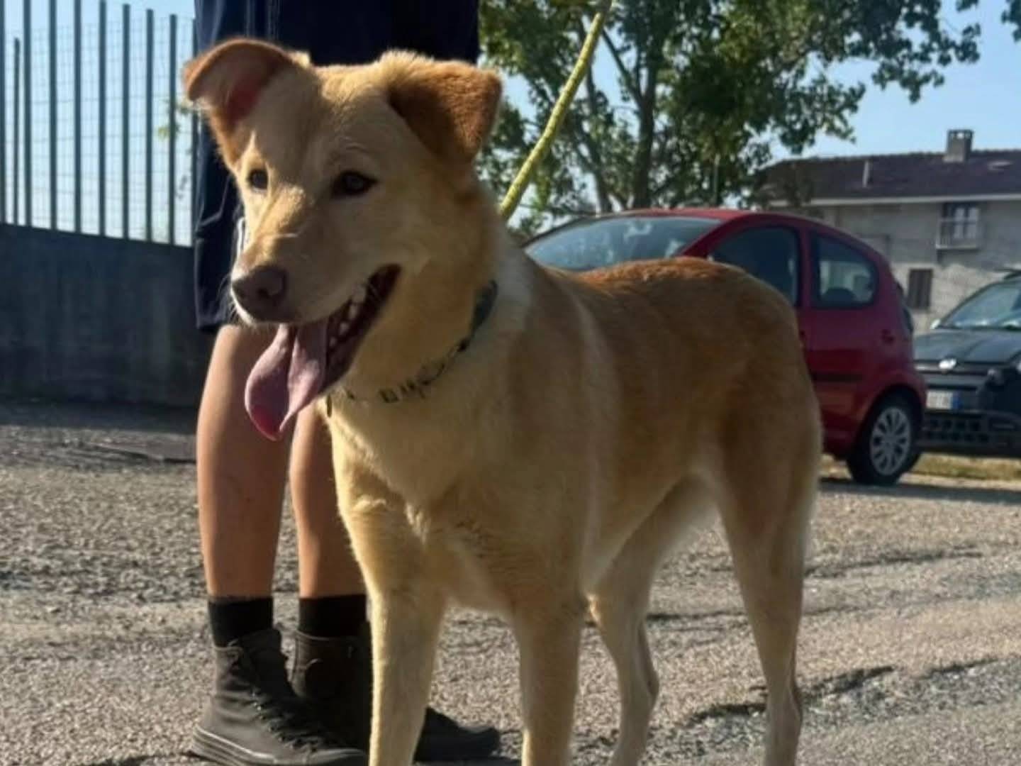 Adotta un cane, femmina, 2 anni e 8 mesi, Torino