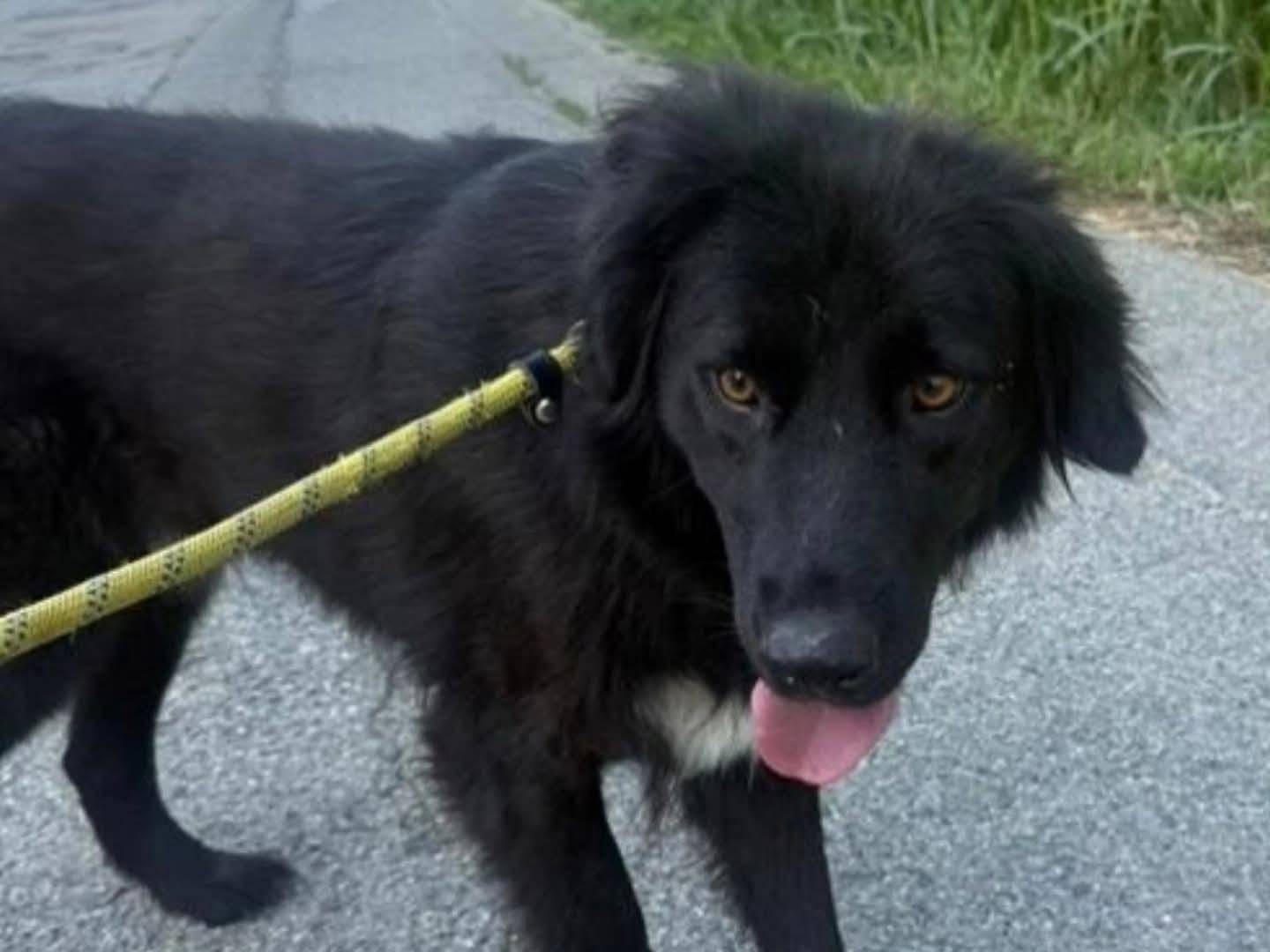 Adozione cane, maschio, Razza sconosciuta Razza sconosciuta, 3 anni, taglia media, Torino