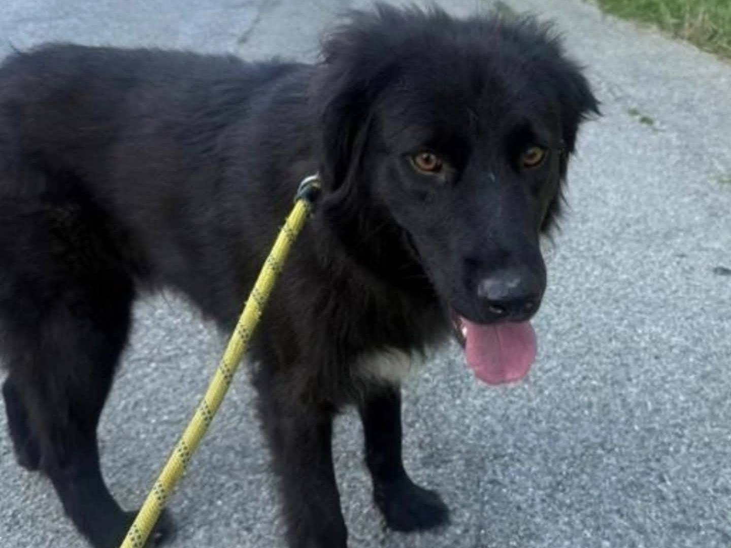 Adotta un cane, maschio, 3 anni, Torino