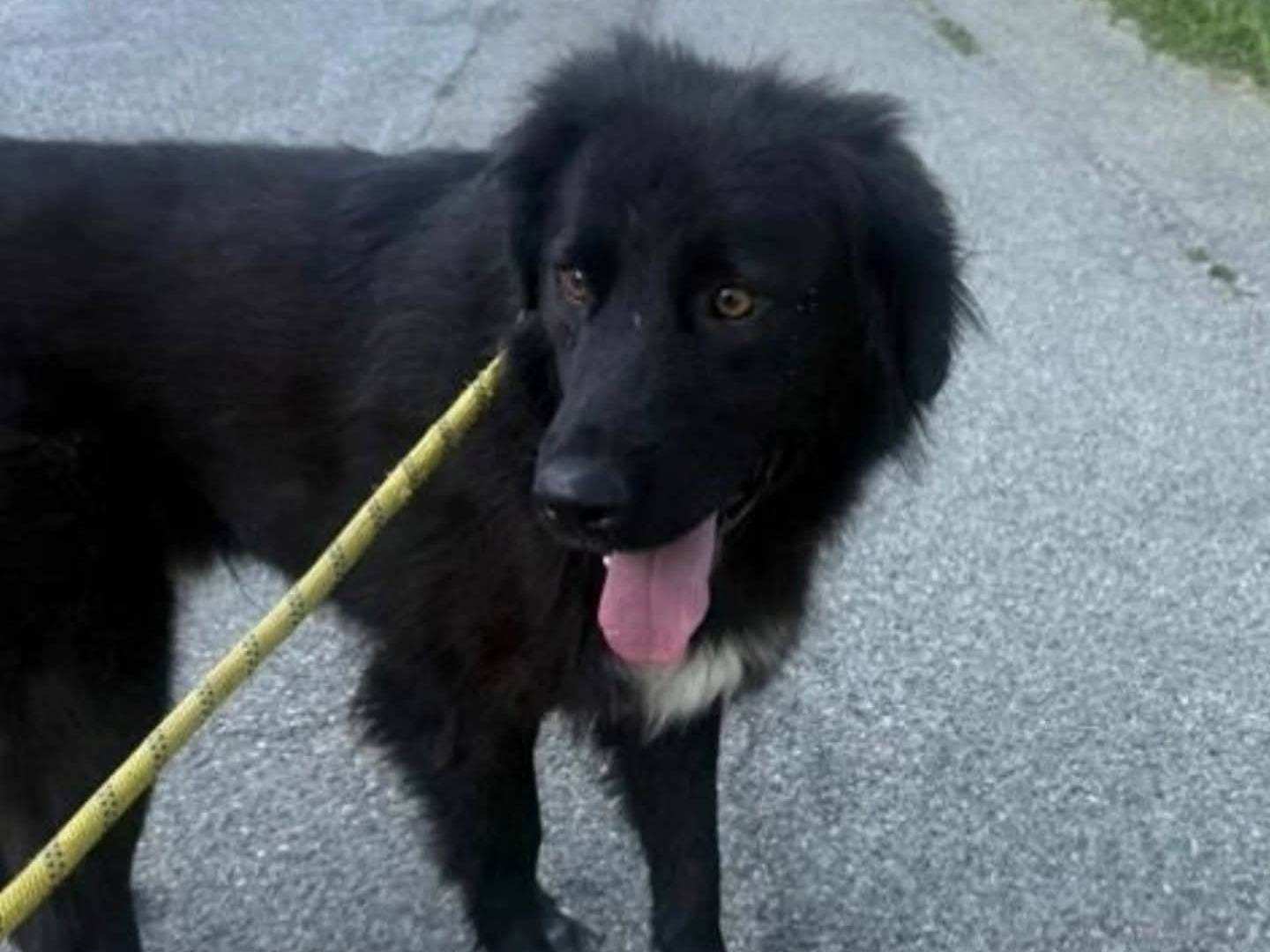 Adotta un cane, taglia media, maschio, Torino