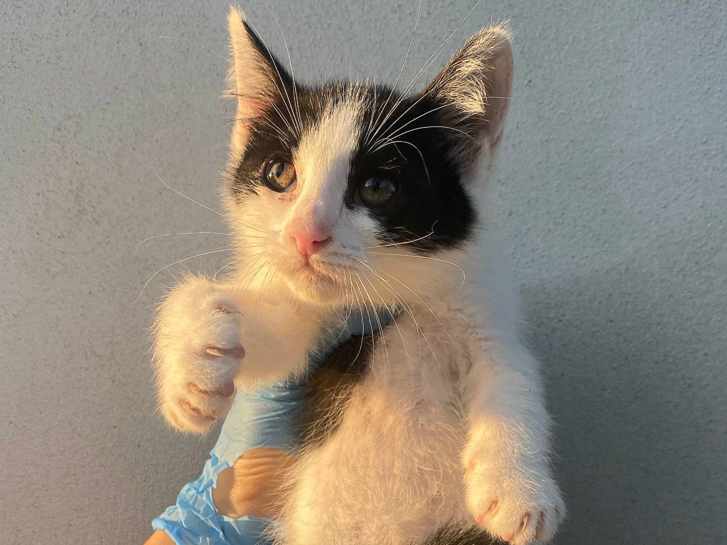 Adotta un gatto, maschio, 1 mesi, Teramo