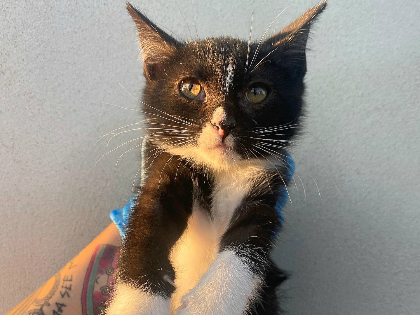 Vuoi adottare un gatto a Teramo?