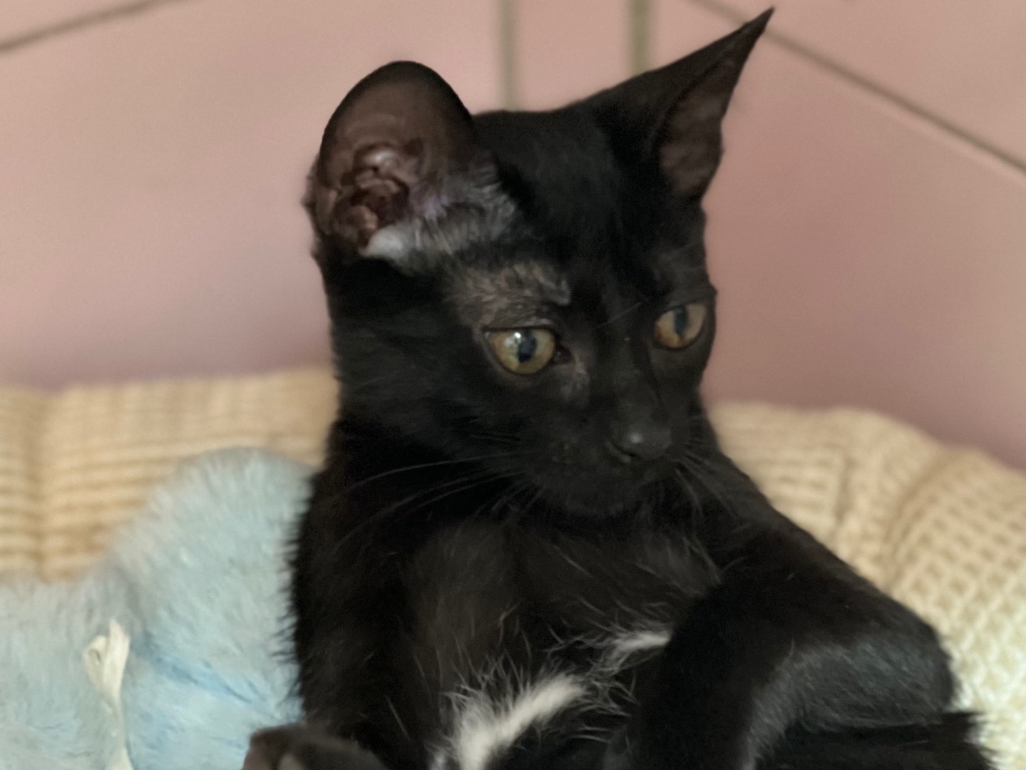 Adotta un gatto, femmina, 3 mesi, Milano