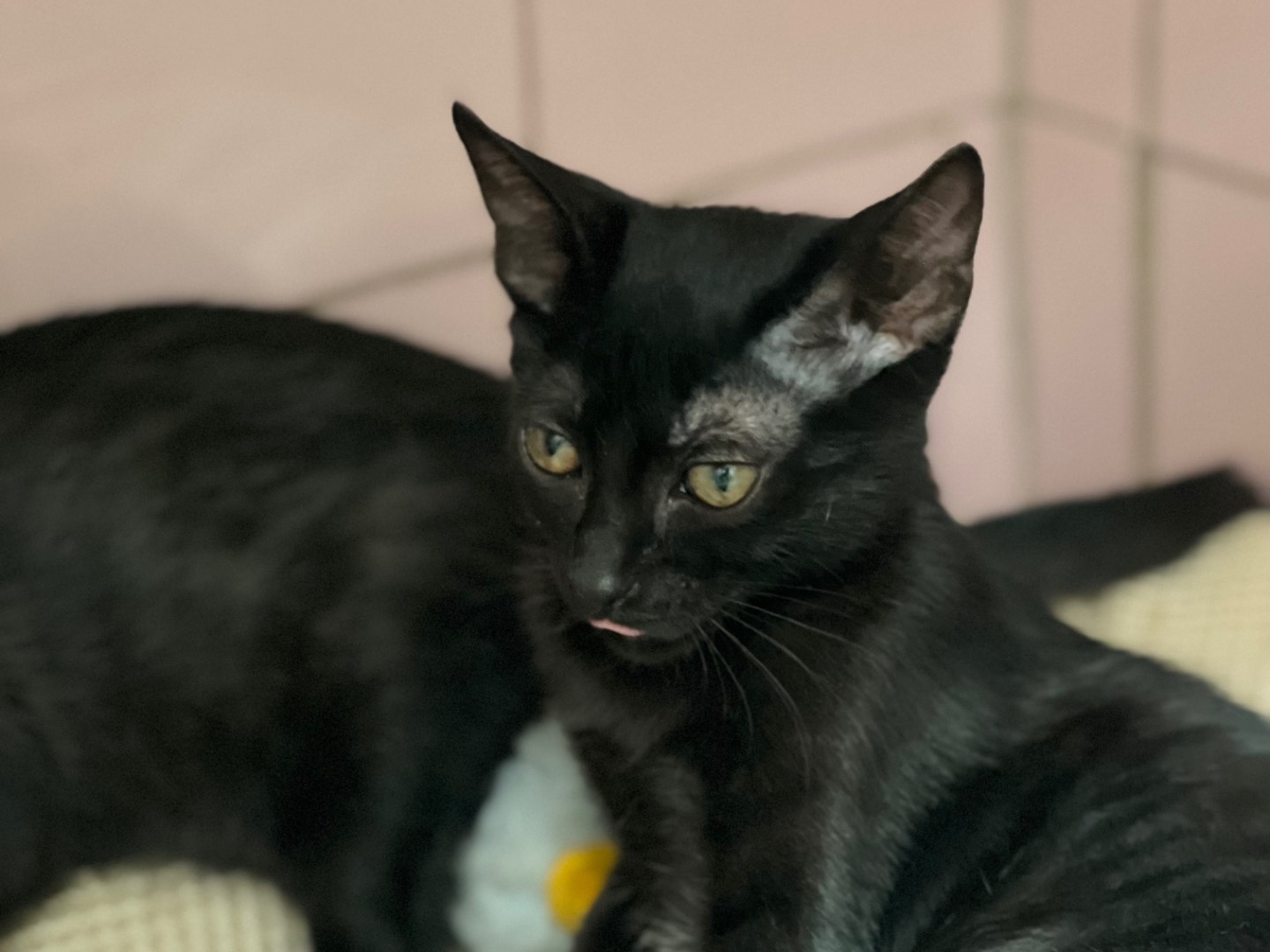 Adotta il gatto Calliope e Sofia a Milano