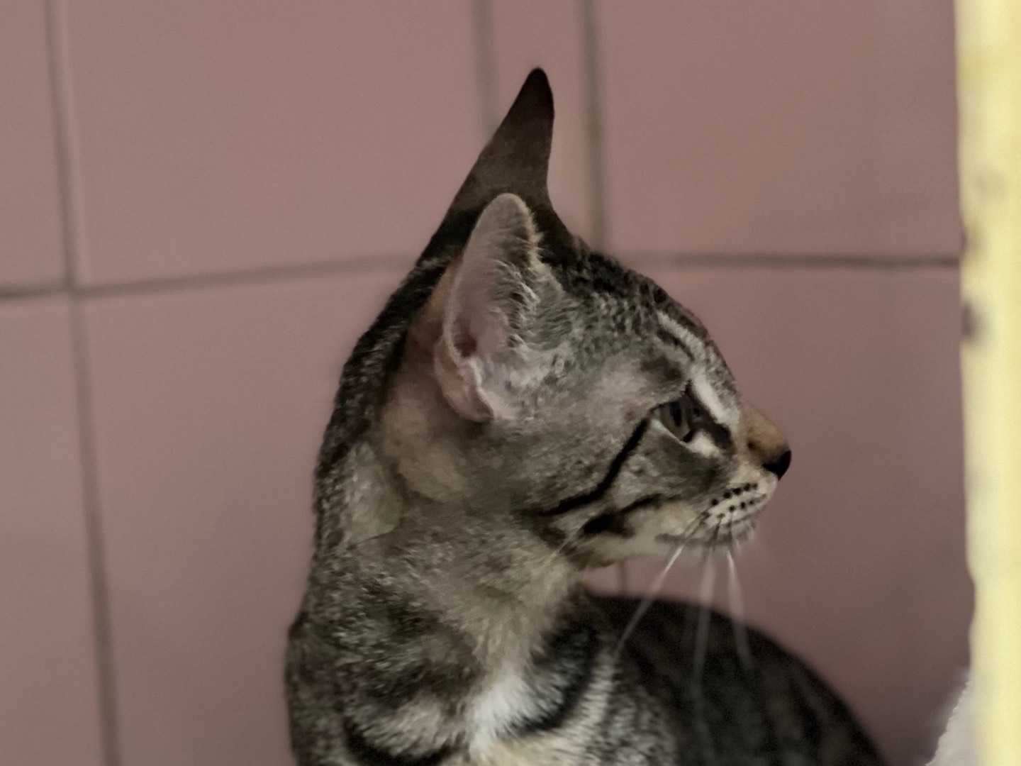 Vuoi adottare un gatto a Milano?