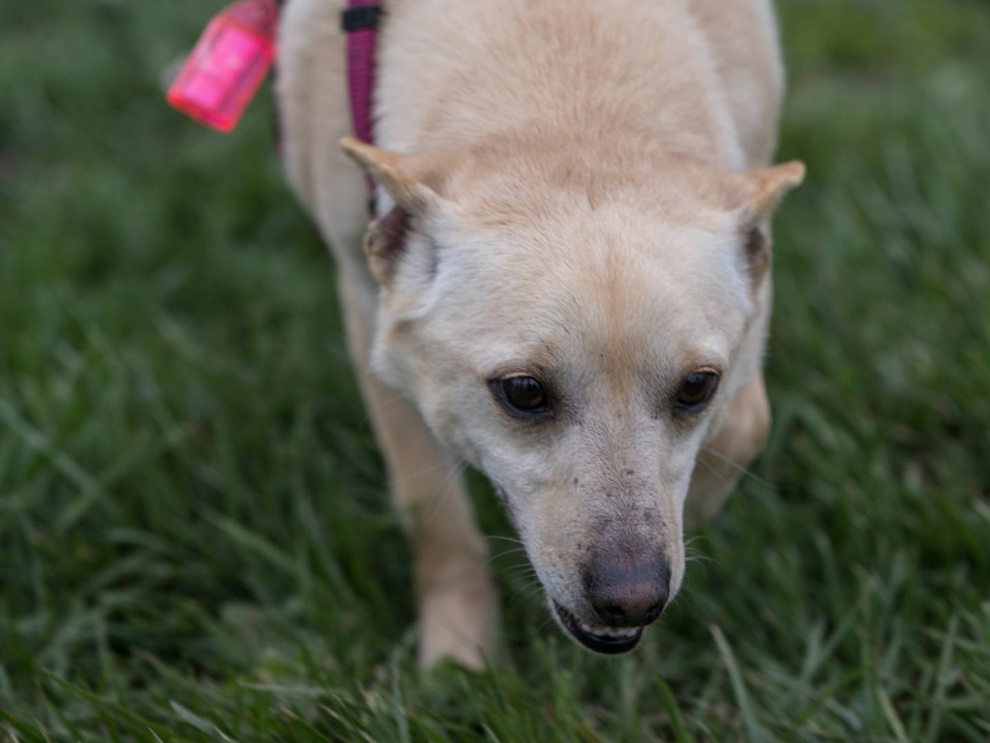 Adotta un cane, maschio, 1 anno e 9 mesi, Milano