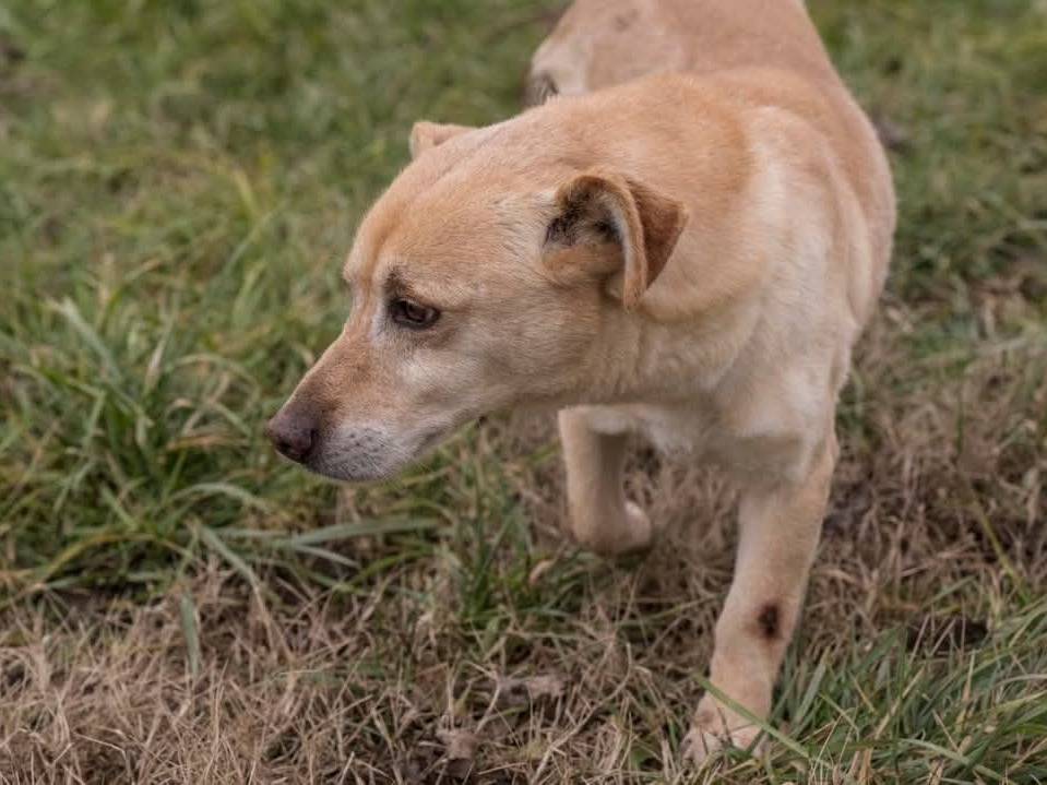 Adozione cane, maschio, Razza sconosciuta Razza sconosciuta, 1 anno e 9 mesi, taglia piccola, Milano