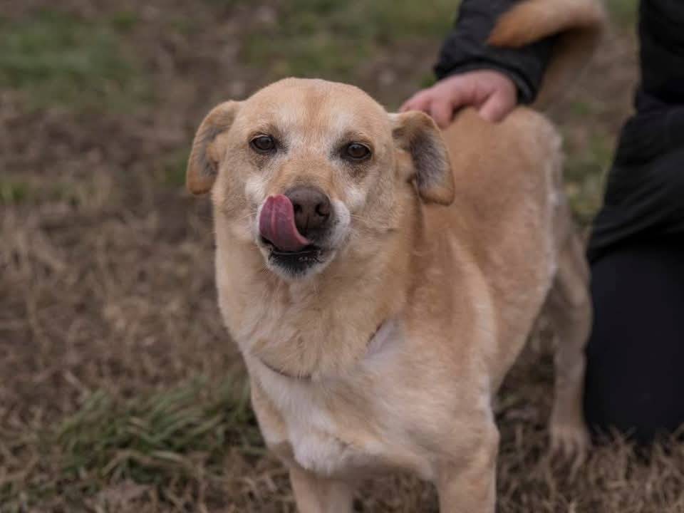 Adotta il cane DARTY a Milano