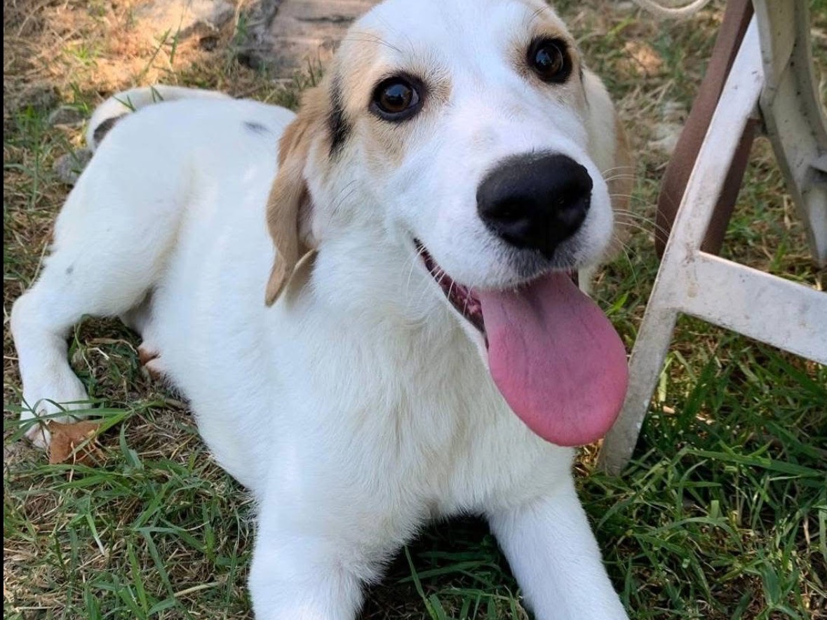 Adozione cane, femmina, Razza sconosciuta Razza sconosciuta, 6 mesi, taglia media contenuta, Frosinone