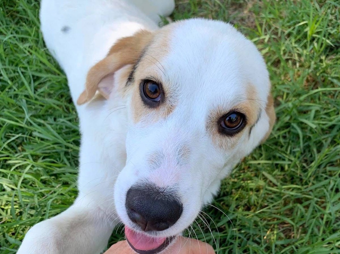 Adotta un cane, femmina, 6 mesi, Frosinone
