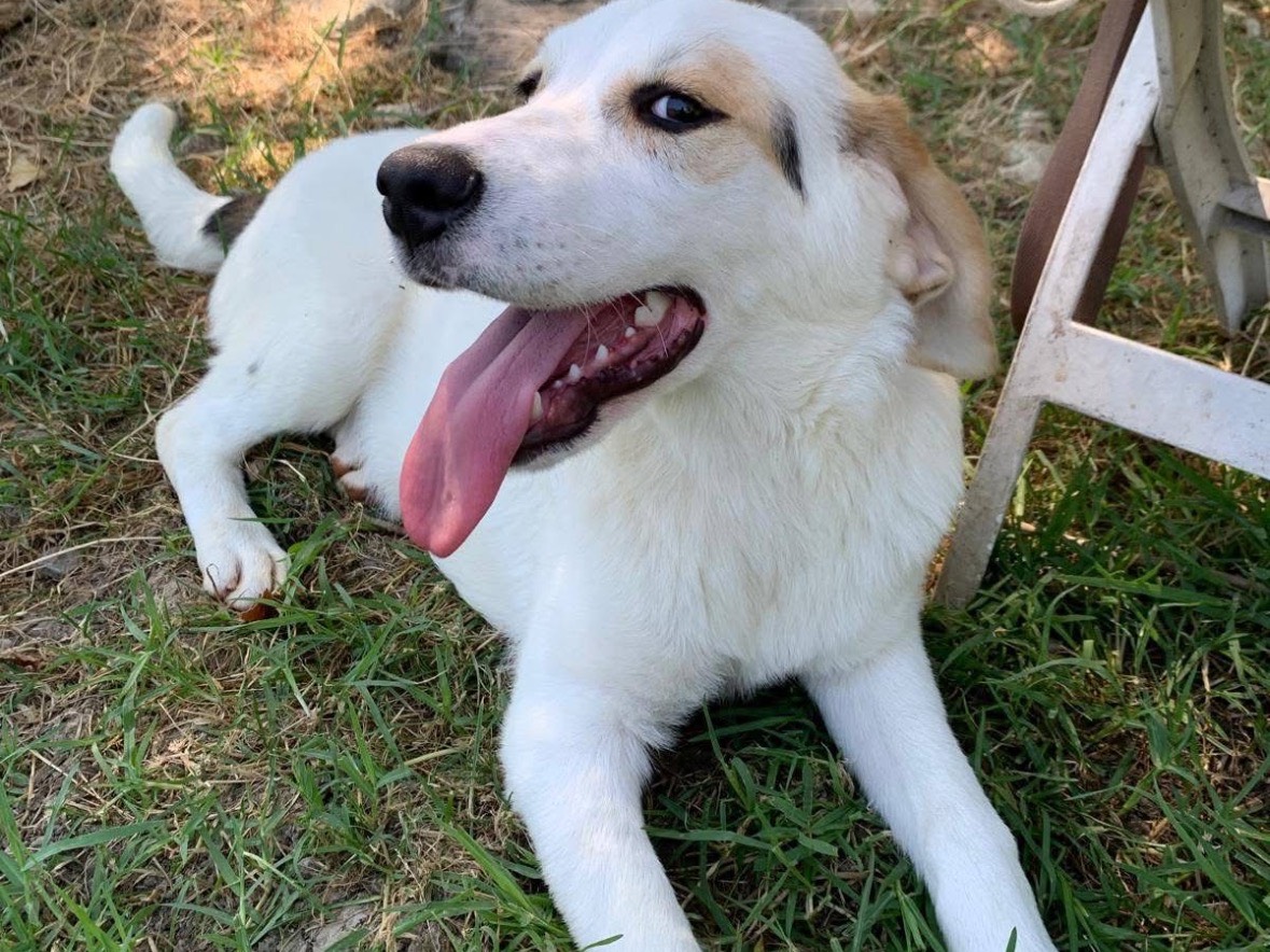 Adotta un cane, taglia media contenuta, femmina, Frosinone