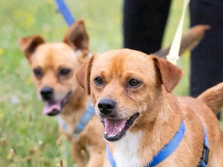 Adotta un cane, maschio, 2 anni e 9 mesi, Cremona