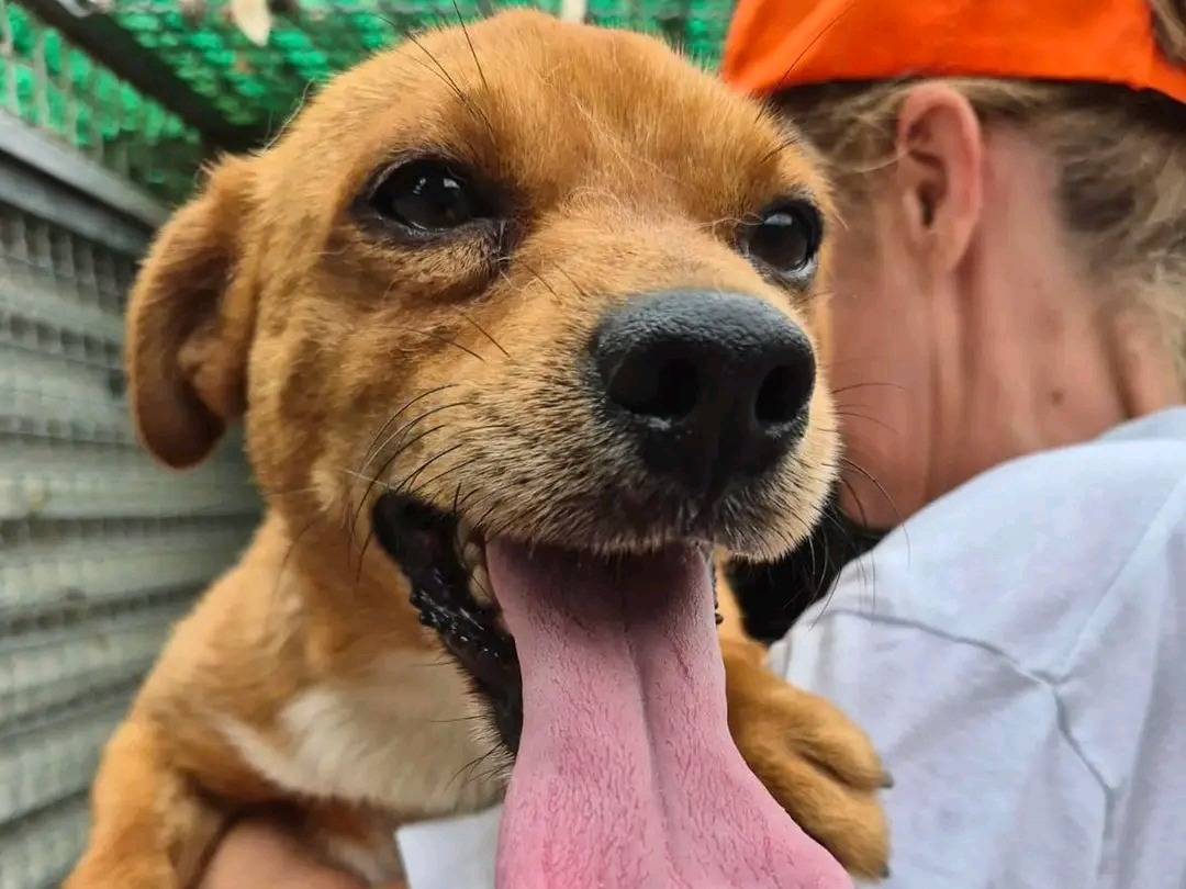 Vuoi adottare un cane a Cremona?