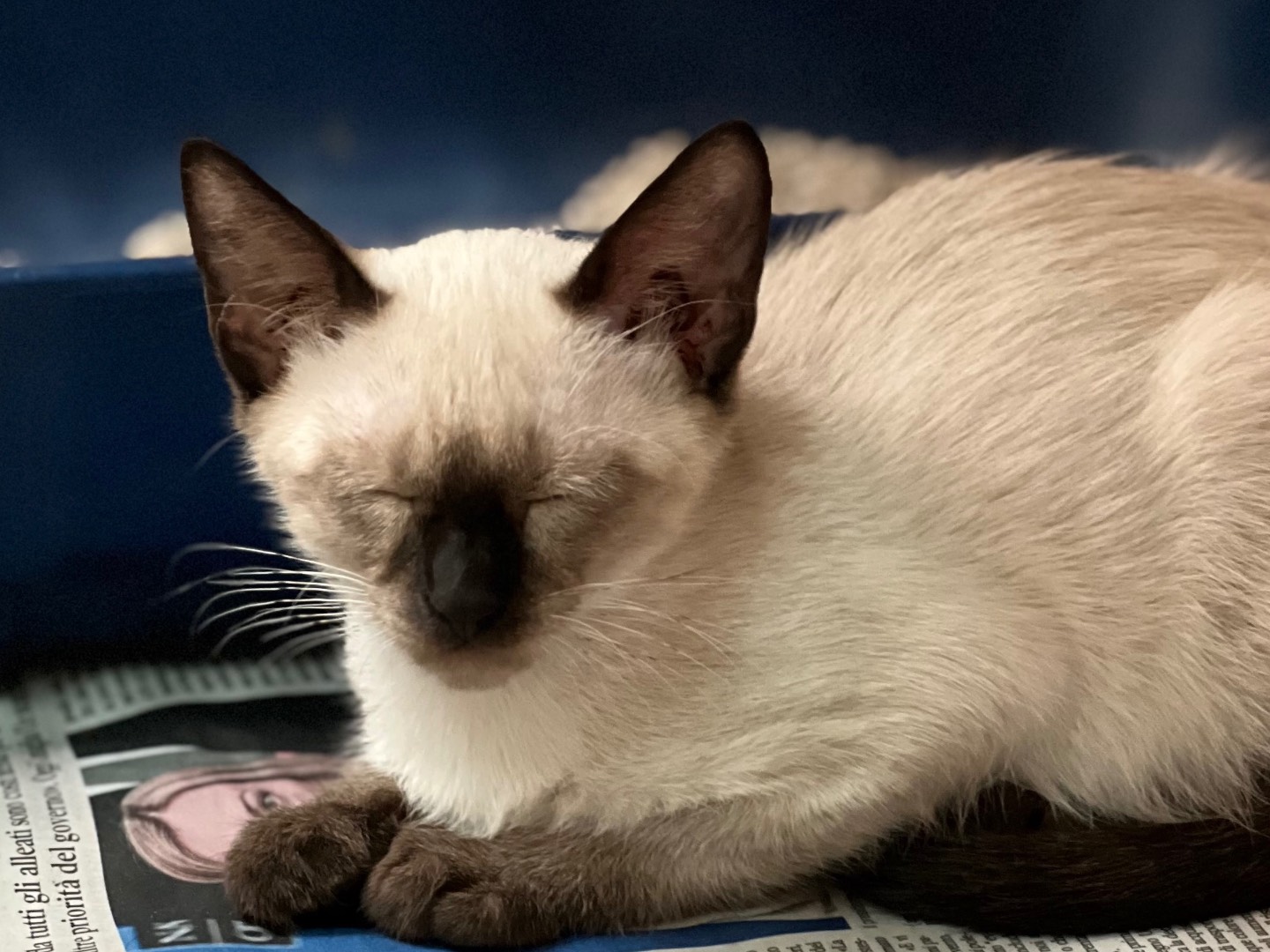 Vuoi adottare un gatto a Milano?